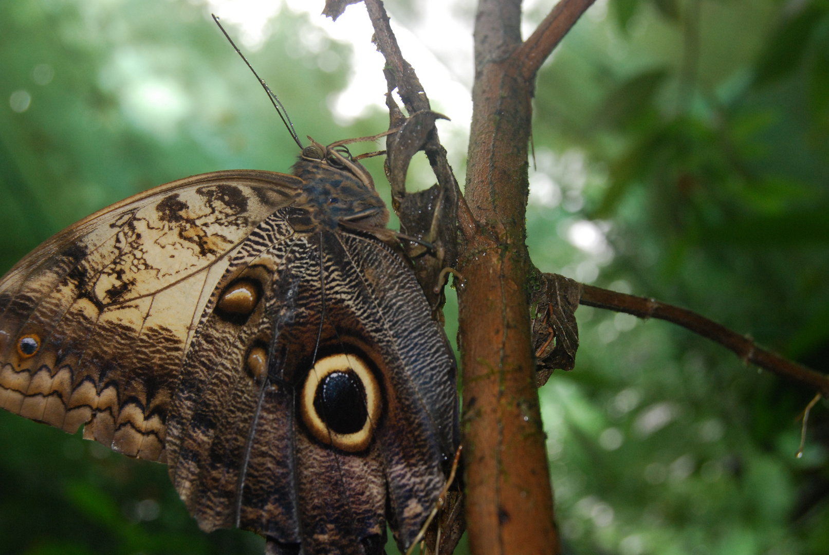 Costa Rica