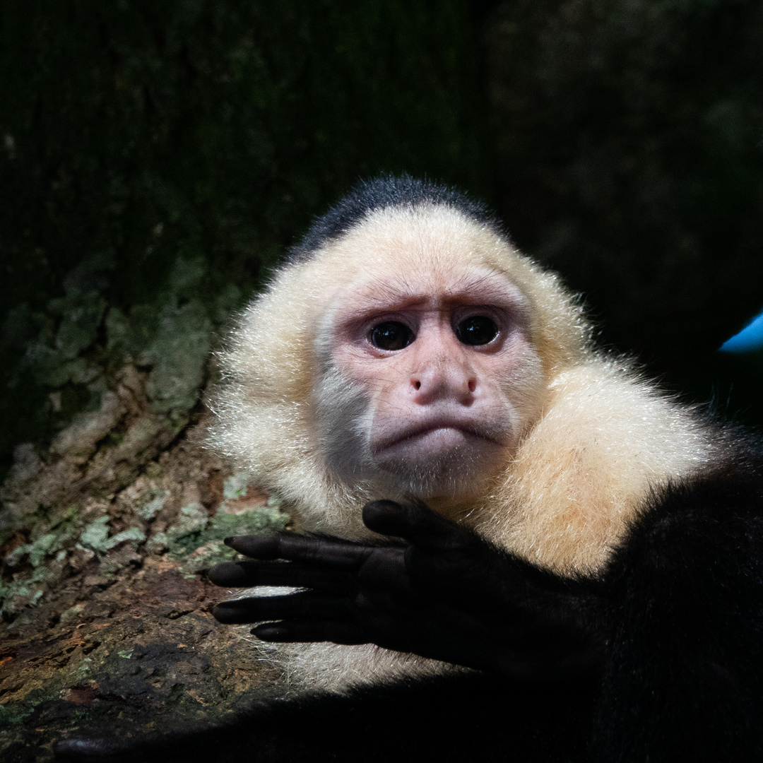 Costa Rica 9 - Kapuzineraffe -