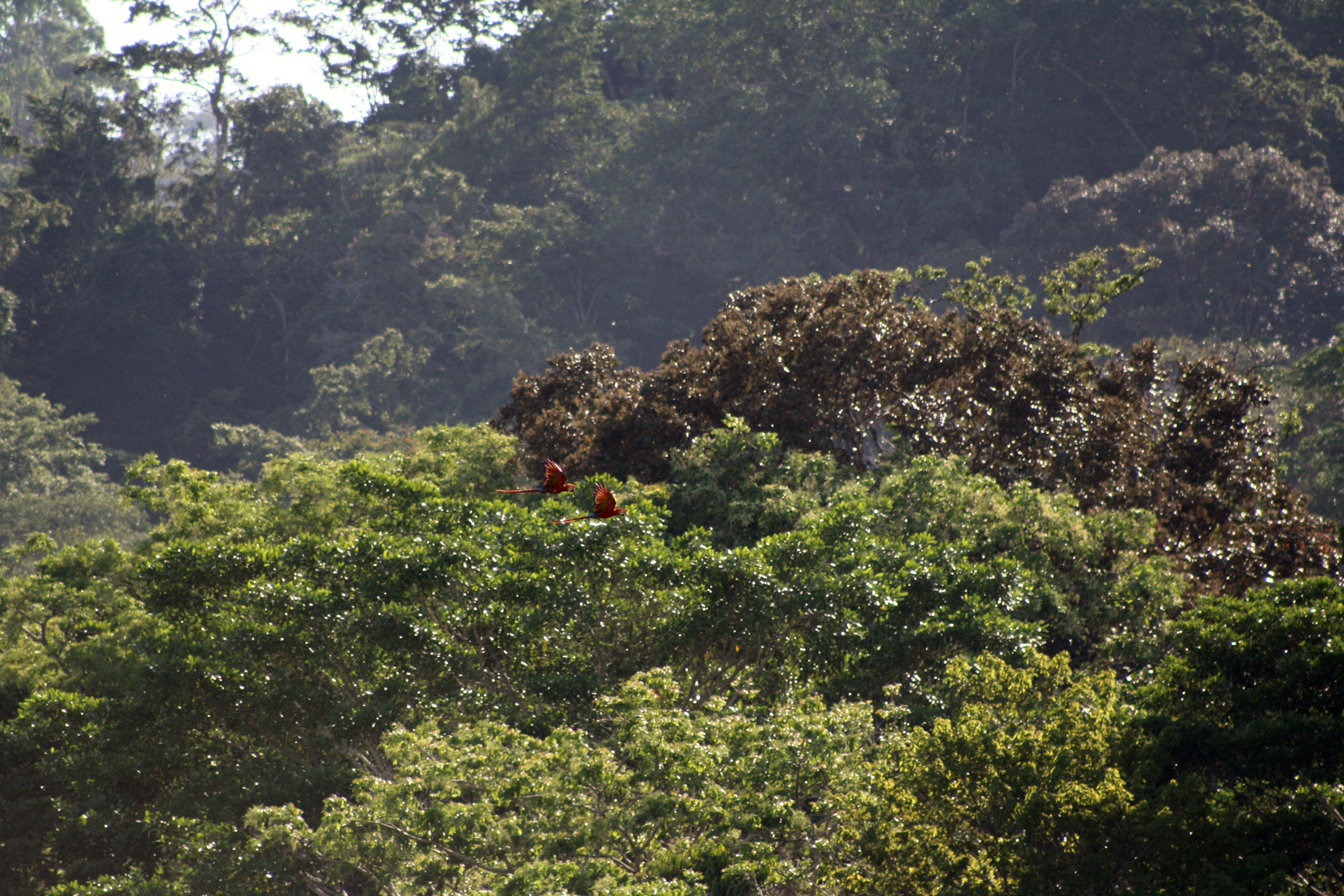 Costa Rica, aras im Flug