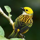 Costa Rica Bird