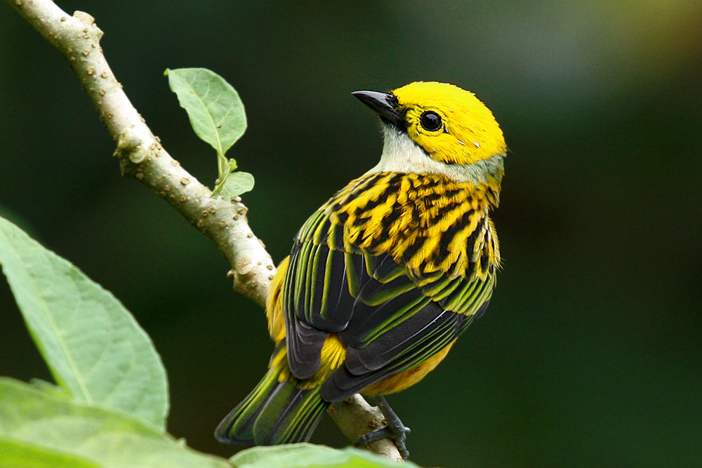 Costa Rica Bird