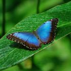 Costa Rica; Blue Morpho