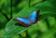 Costa Rica; Blue Morpho