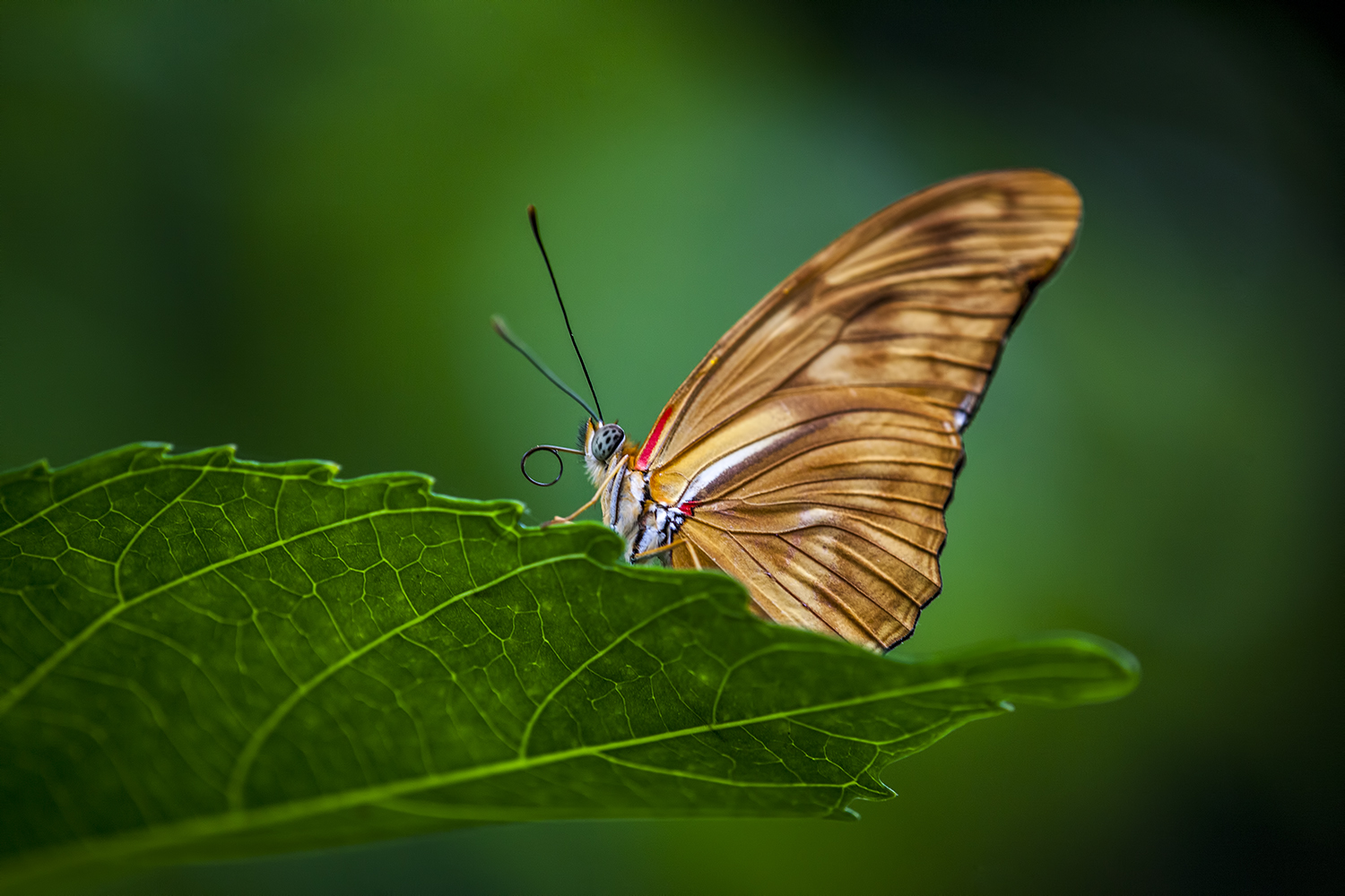 Costa Rica Butterfly