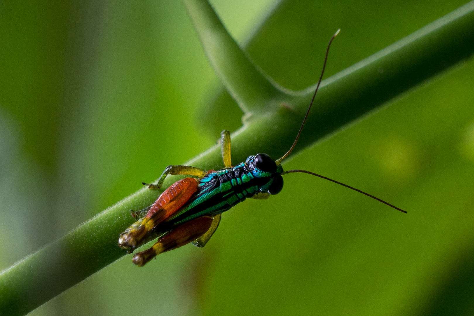 Costa Rica, ca. 3cm groß