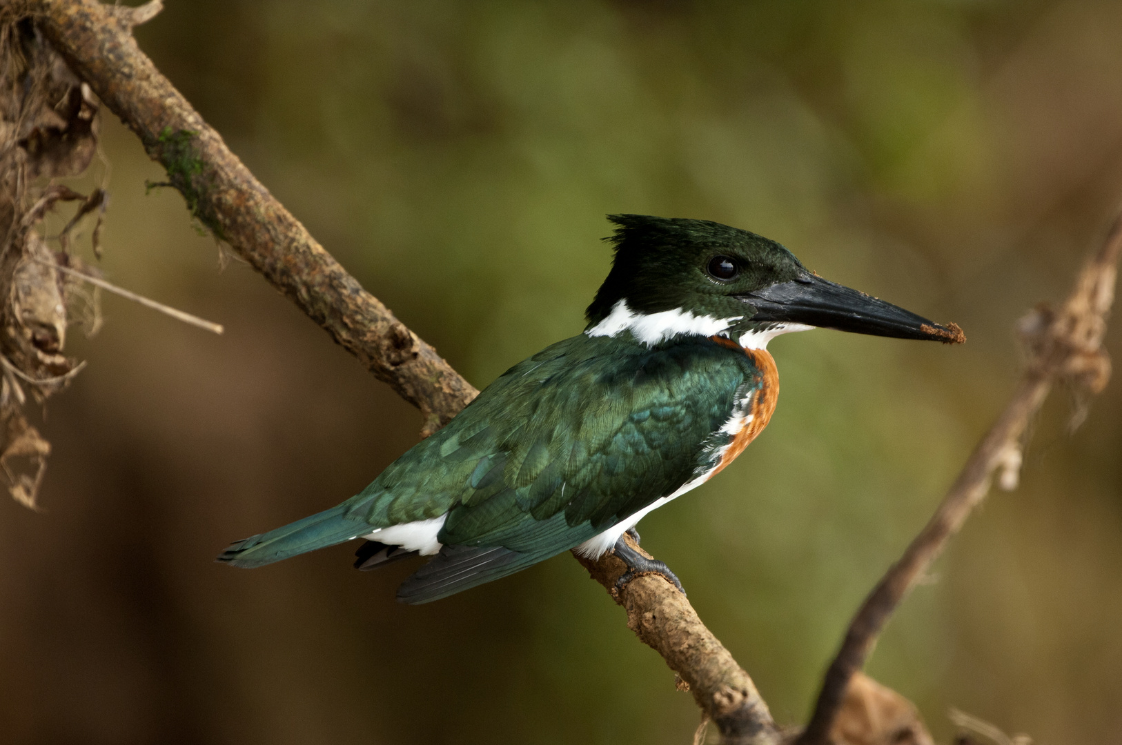 Costa Rica, Cano Negro