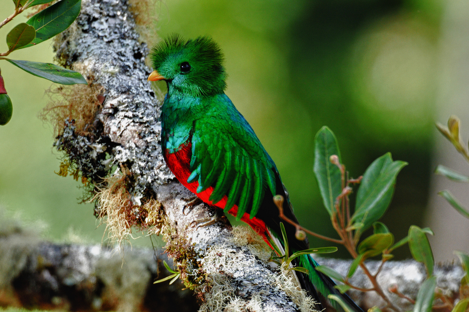 Costa Rica, Cerro de la Muerte