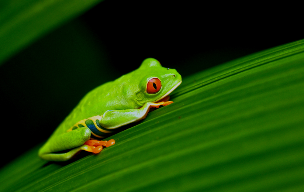 Costa Rica Fröschchen