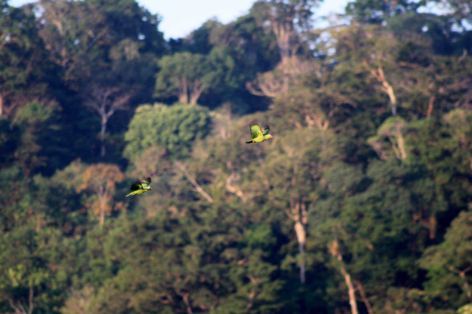 Costa Rica, grüne Papageien im Flug