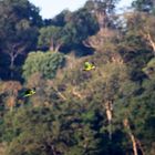 Costa Rica, grüne Papageien im Flug