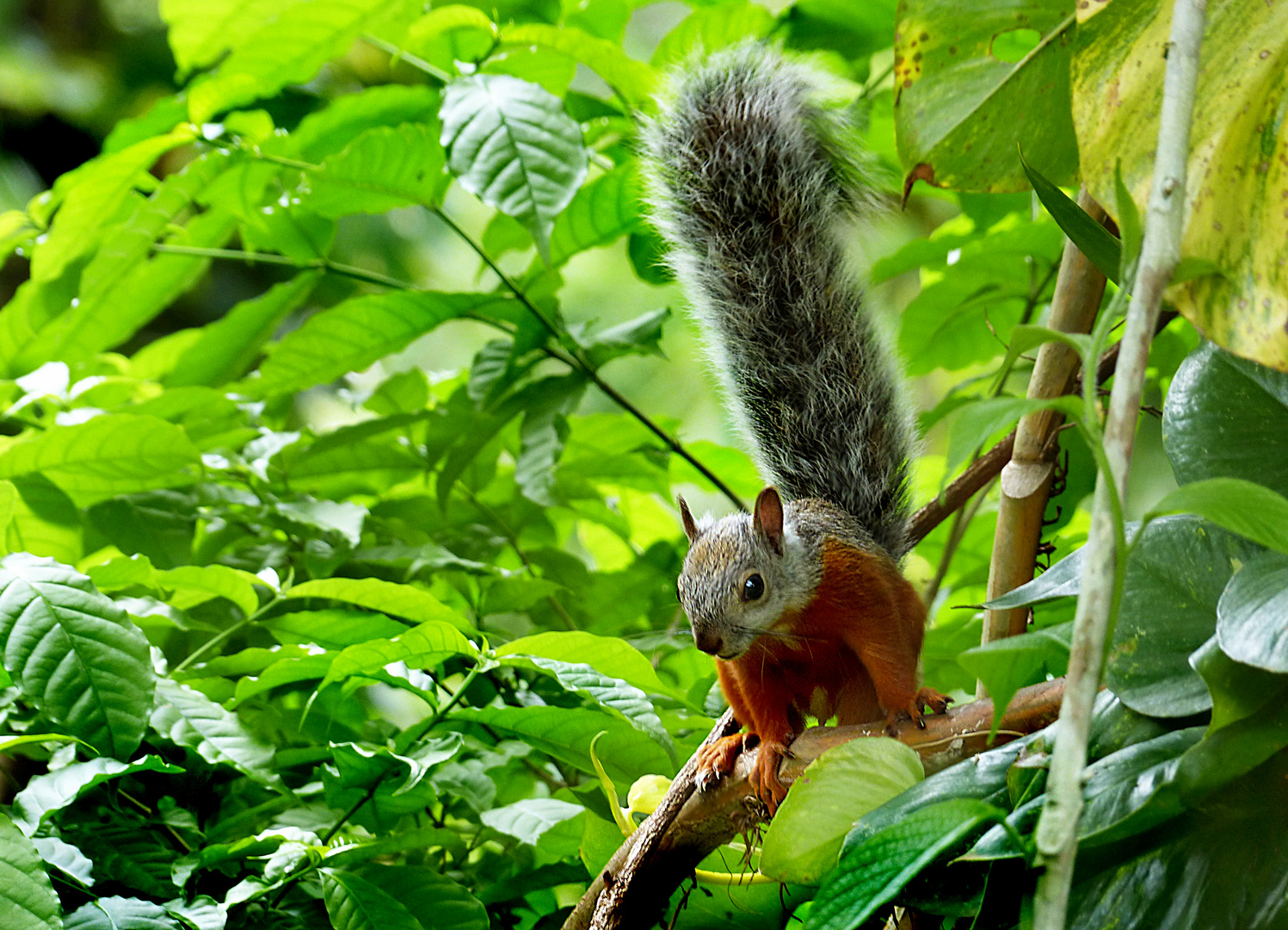 Costa Rica Hörnchen