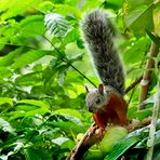 Costa Rica Hörnchen