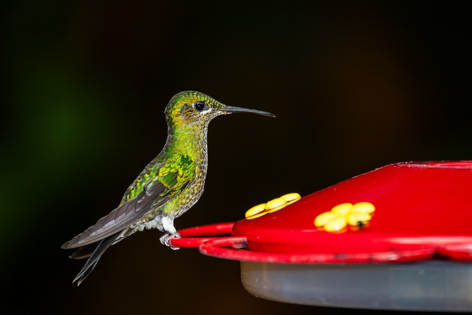 Costa Rica Humming Bird