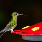 Costa Rica Humming Bird