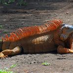 Costa Rica; Iguana