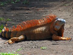 Costa Rica; Iguana