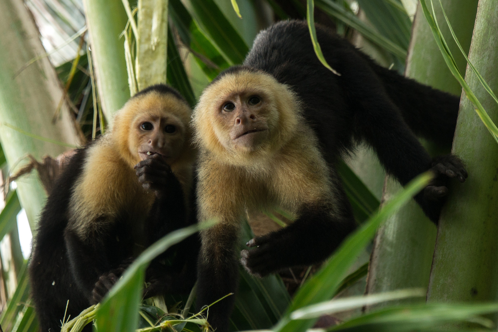 Costa Rica, Kapuzineraffen