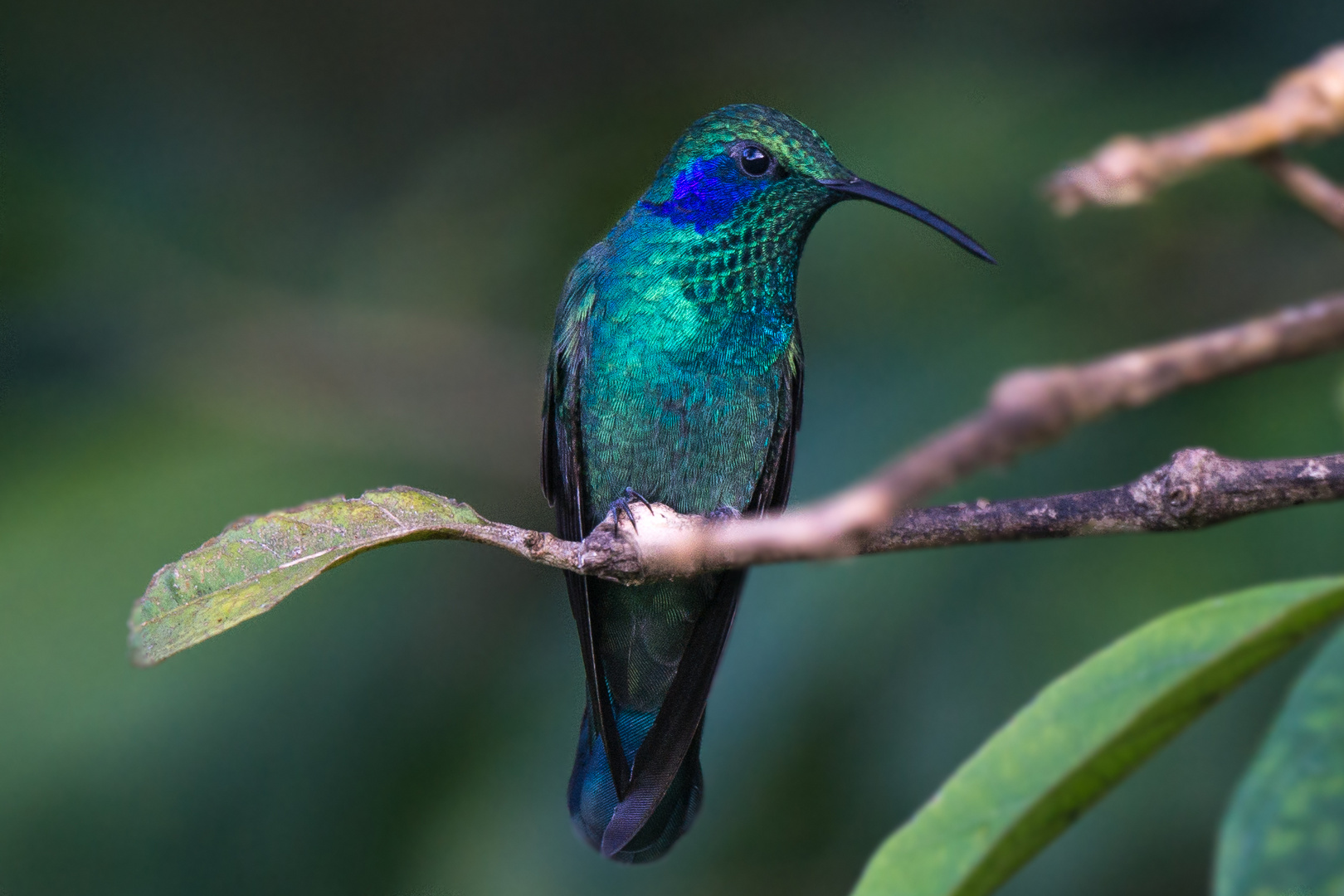 Costa Rica, Kolibri