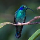 Costa Rica, Kolibri