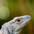 Costa Rica Leguan