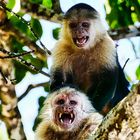 Costa Rica: Liebesspiel der Affen