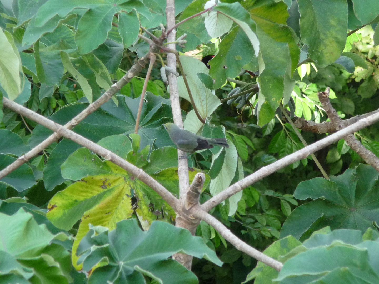 Costa Rica mit deiner wunderschönen Wildnis!