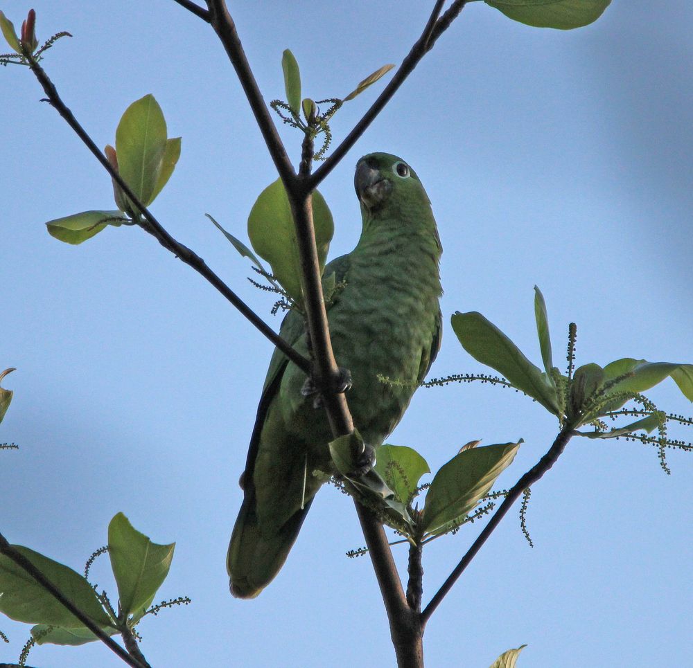 Costa-Rica-Muelleramazone