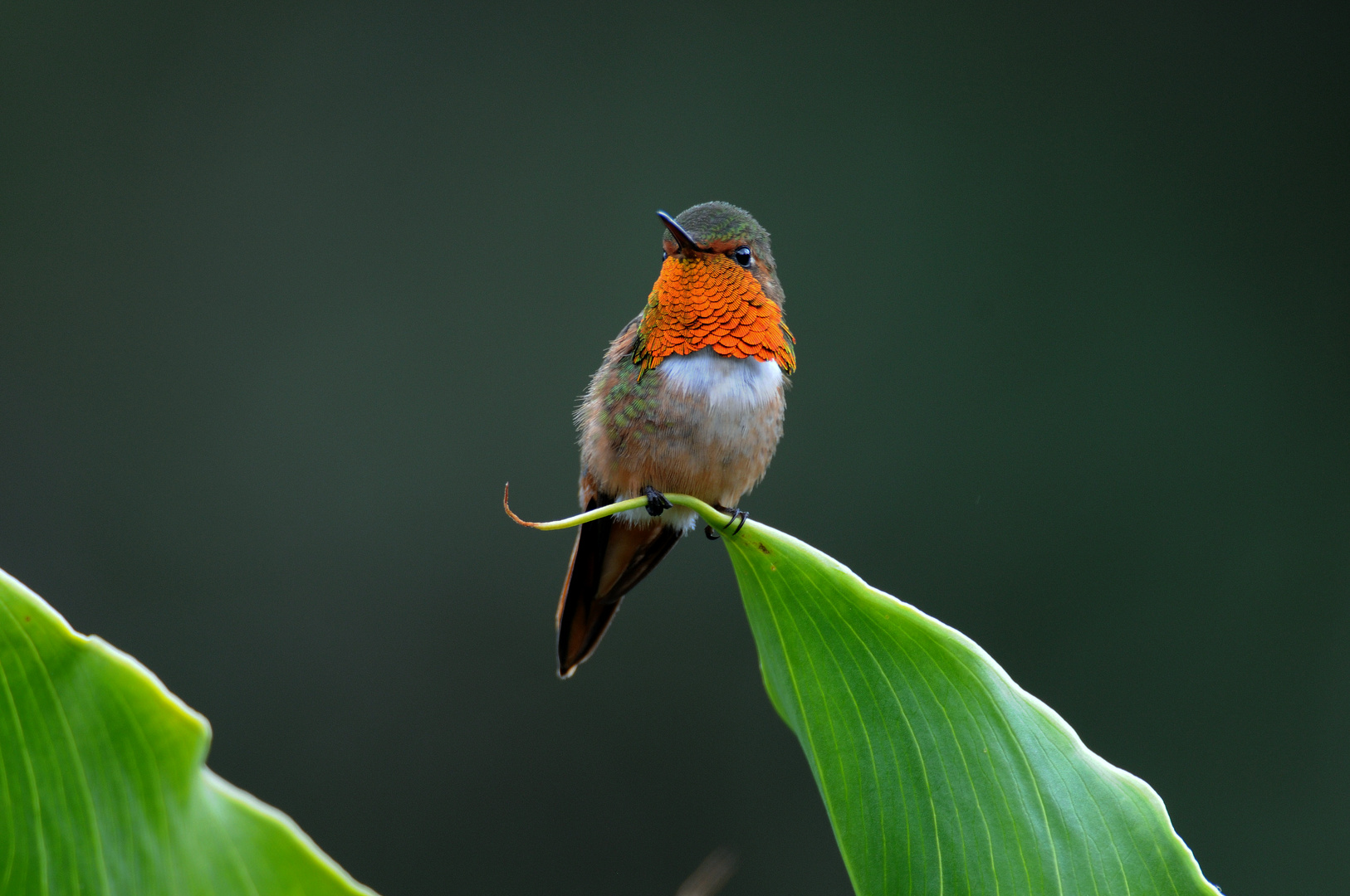 Costa Rica, Nebelwald