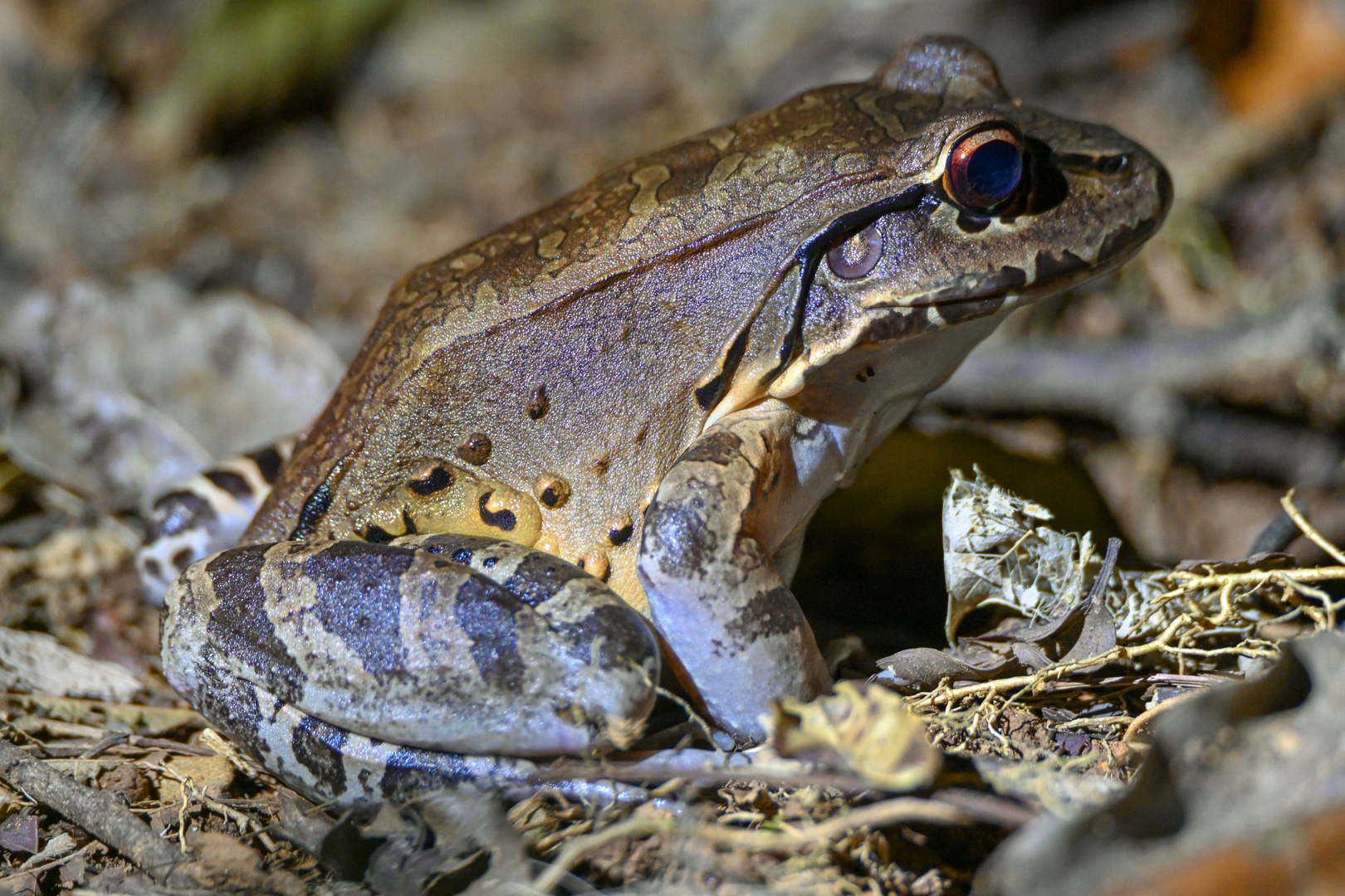 Costa Rica-Ochsenfrosch