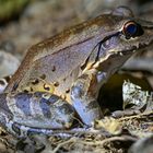 Costa Rica-Ochsenfrosch