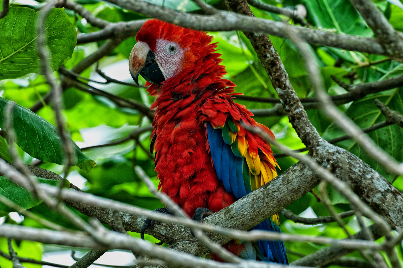 Costa Rica, OSA-Peninsula