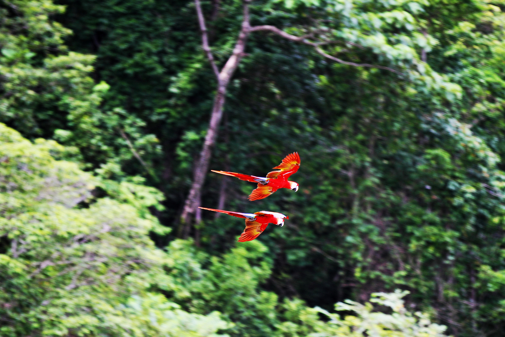 costa rica papageien im flug