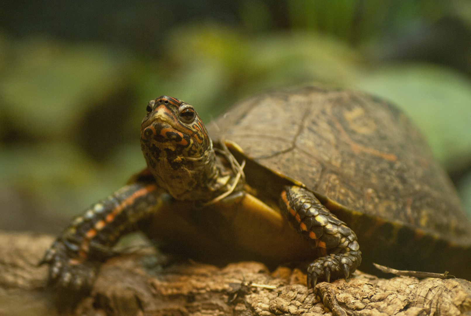 Costa-Rica-Prachterdschildkröte - Fotografiert in der Reptiliensammlung in Neu-Ulm