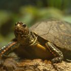 Costa-Rica-Prachterdschildkröte - Fotografiert in der Reptiliensammlung in Neu-Ulm