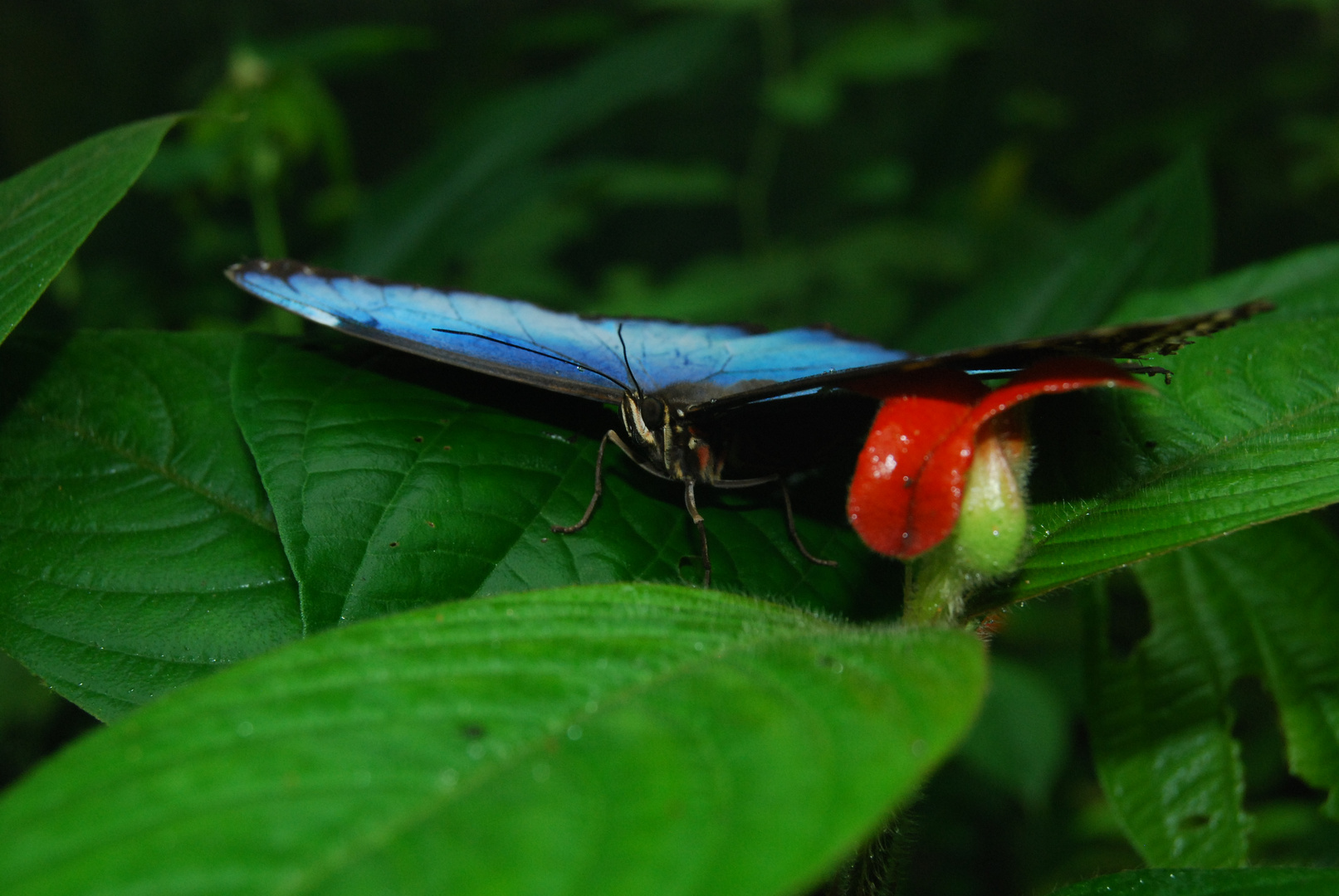 COSTA RICA ,que du Bleue pour le Morpho