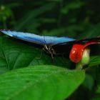 COSTA RICA ,que du Bleue pour le Morpho