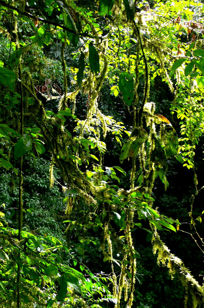 Costa Rica - Regenwald bei Puerto Limon