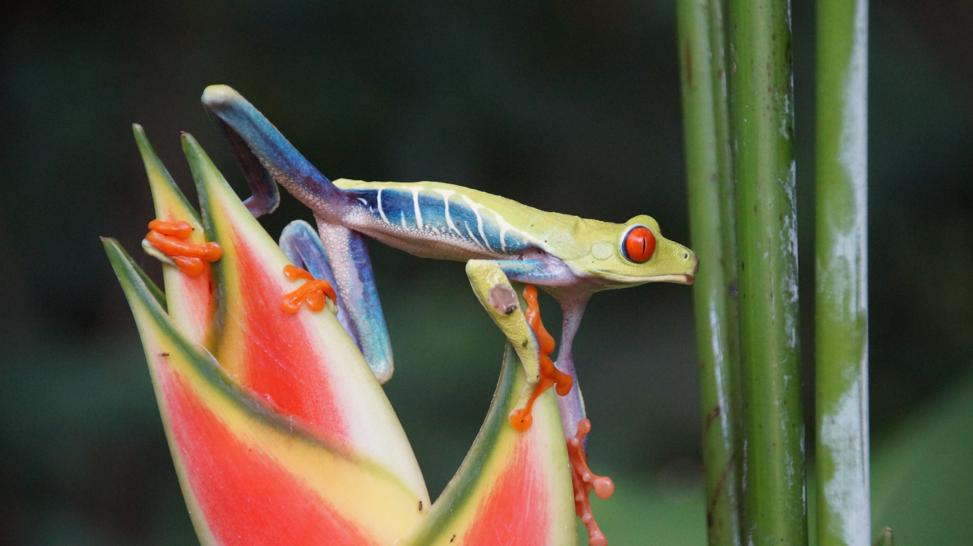 Costa Rica - Rotaugenlaubfrosch