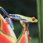 Costa Rica - Rotaugenlaubfrosch