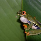 Costa Rica Rotaugenlaubfrosch
