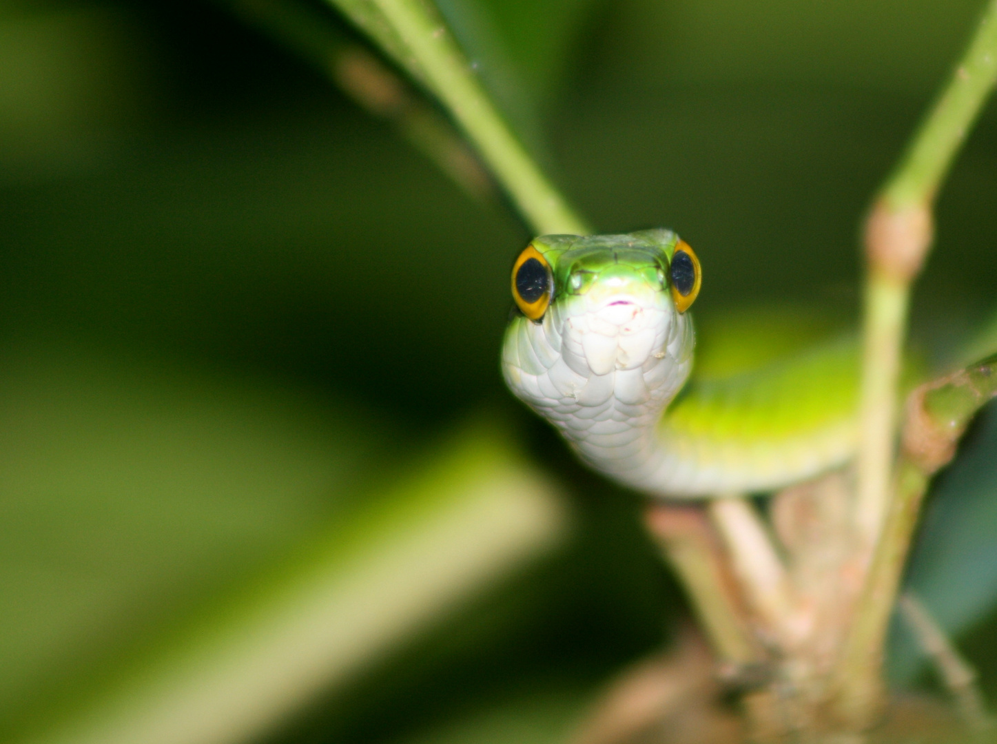 Costa Rica Schlange