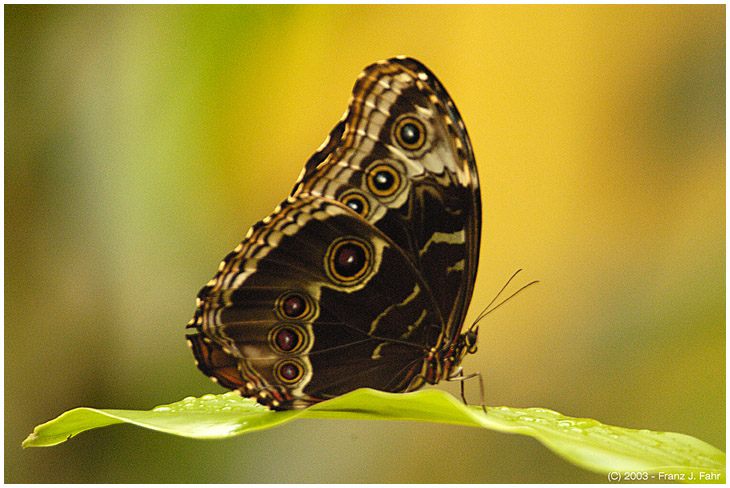Costa Rica - Schmetterling im Primärwald