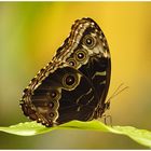 Costa Rica - Schmetterling im Primärwald