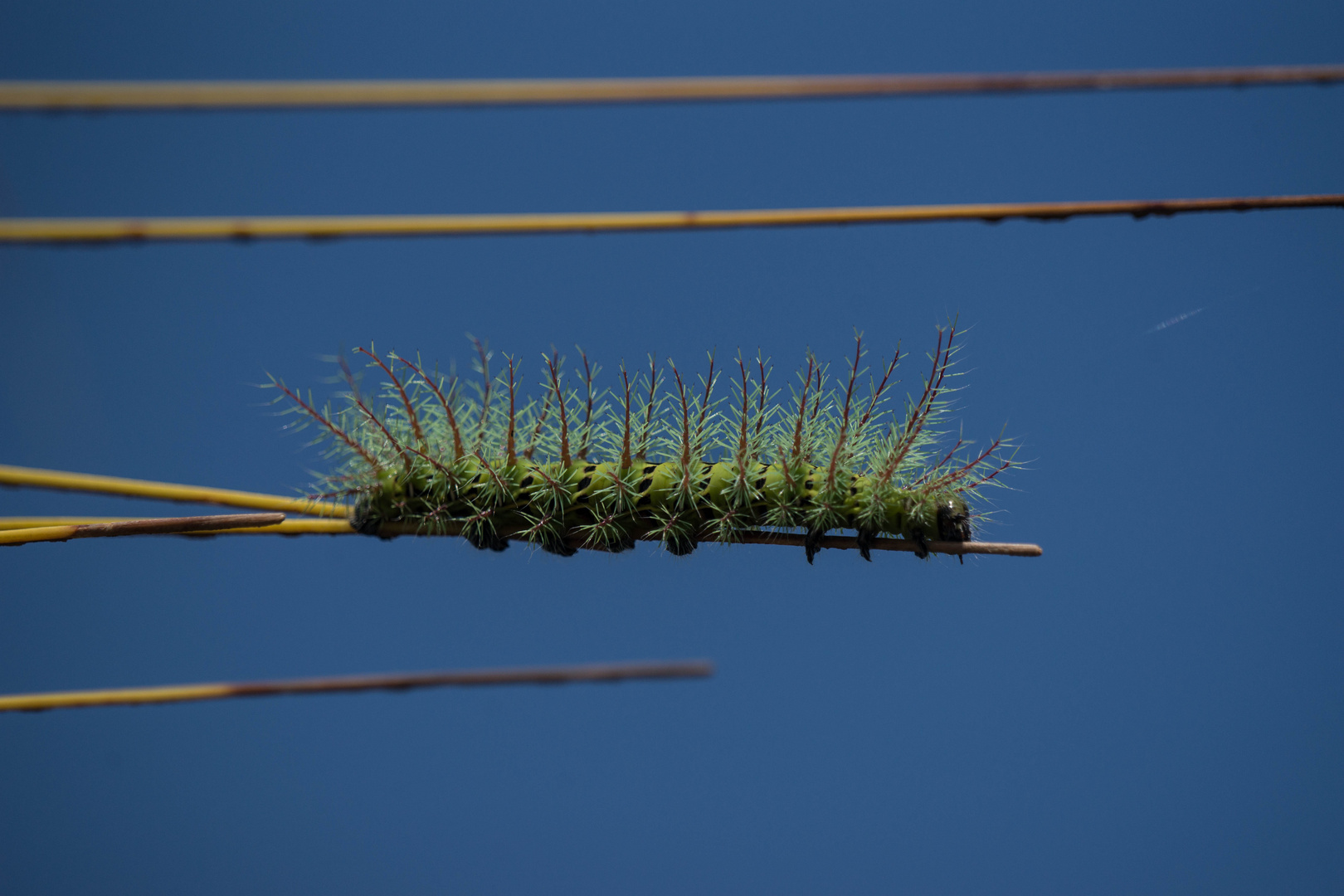 Costa Rica, Schmetterlingsraupe