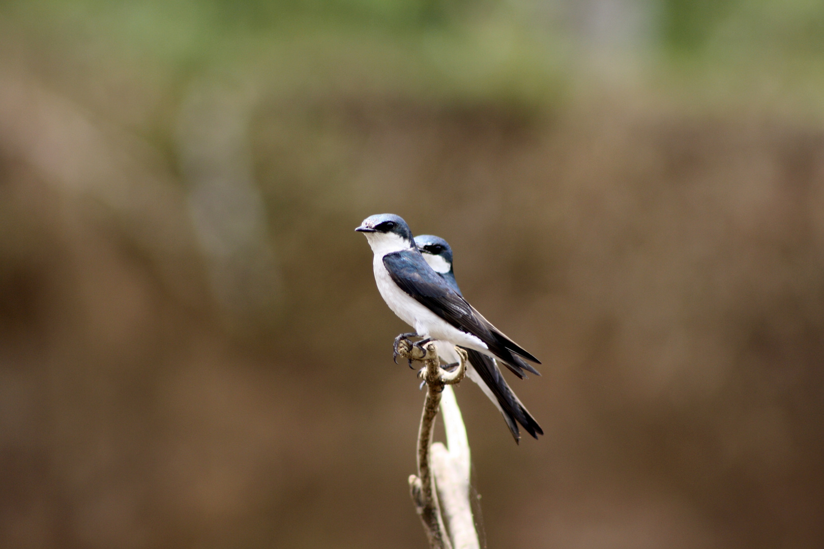 Costa Rica, Schwalben