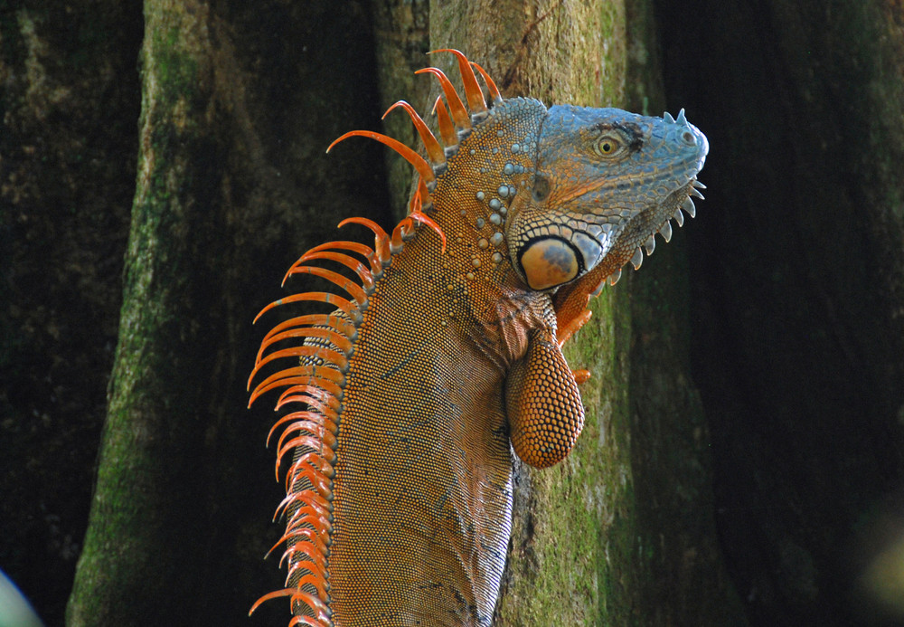 Costa Rica; Tortugero: Iguana