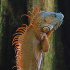 Costa Rica; Tortugero: Iguana
