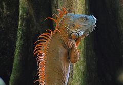 Costa Rica; Tortugero: Iguana