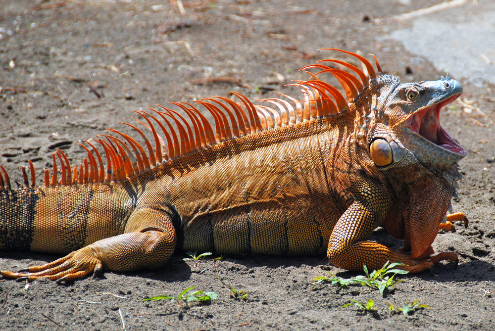 Costa Rica, Tortugero: Iguana Torso