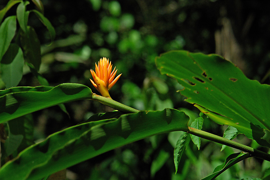 Costa Rica: Urwaldschönheit